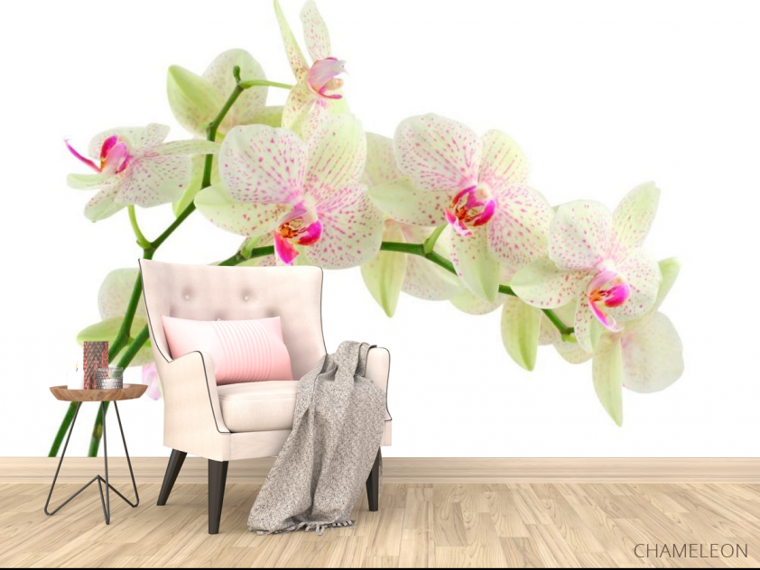 Фотообои Белые в крапинку орхидеи - 4