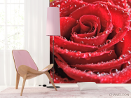 Фотошпалери Бутон червоної троянди - 4