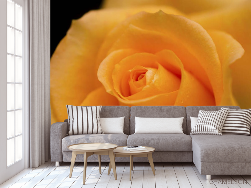 Фотообои оранжевая роза - 3