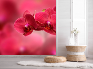Фотошпалери Червоні орхідеї - 2