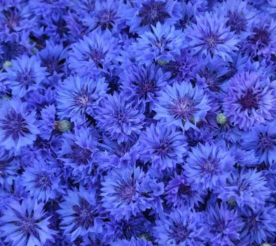 Фотообои синий Остеоспермум Фотообои синий Остеоспермум 21687