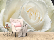 Фотообои Роза белая крупным планом - 4