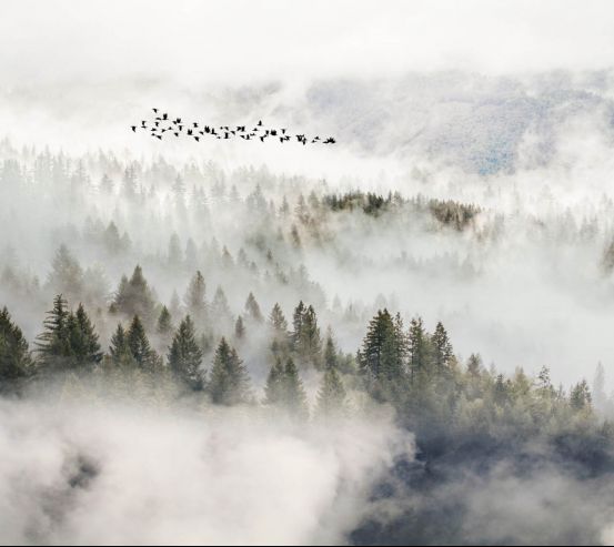 Фотошпалери птиці над туманним лісом 27615