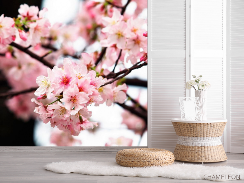 Фотообои Соцветия вишни - 2
