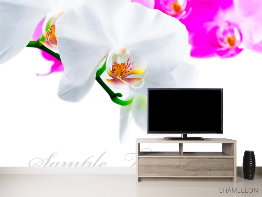 Фотообои Бело-розовые орхидеи - 2