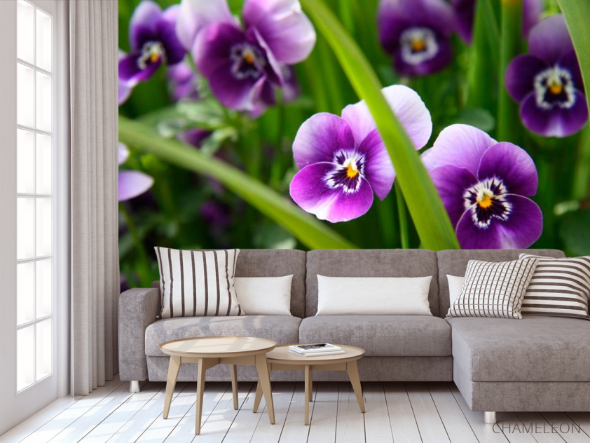 Фотообои Фиолетовые анютины глазки - 3