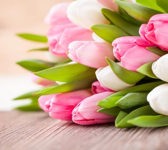 Фотообои белые и розовые тюльпаны 20866