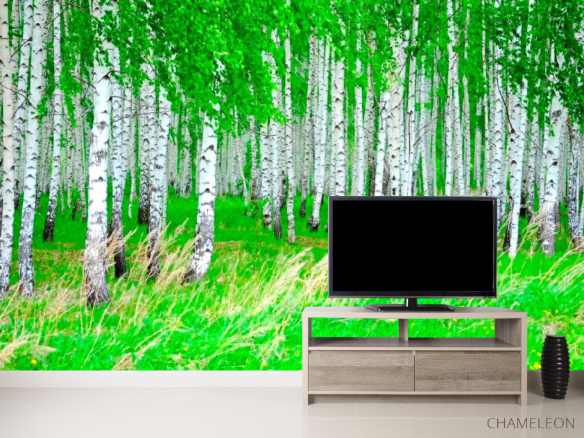 Фотообои Березовая роща, лес - 2