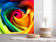 Фотошпалери Біла троянда - 2