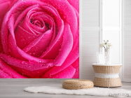 Фотообои Роса на бледной розе - 2
