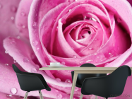 Фотошпалери Роса на розі - 1