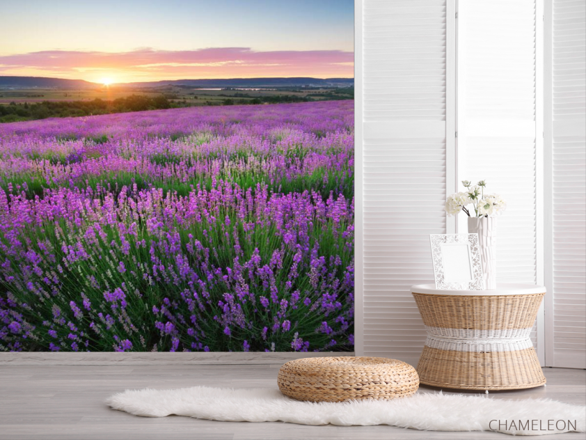 Фотошпалери Лавандове поле - 2