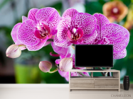 Фотообои Орхидеи в розовую крапинку - 2