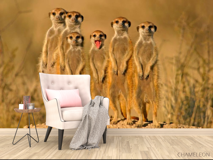 Фотообои Сурикаты - 4