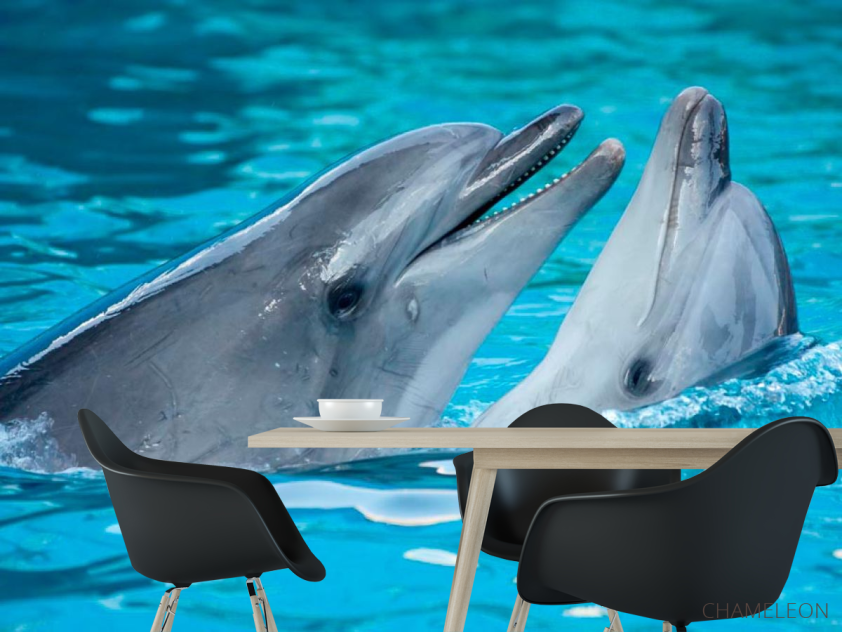 Фотошпалери Ніжність дельфінів - 1