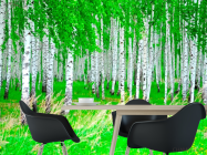 Фотошпалери Березовий гай, ліс - 1