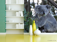 Фотошпалери Коала - 3