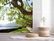 Фотошпалери Набережна, дерева - 2