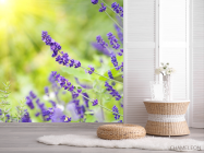 Фотошпалери сині польові квіти - 2