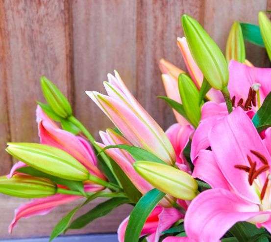 Фотообои розовые лилии Фотообои розовые лилии 21474