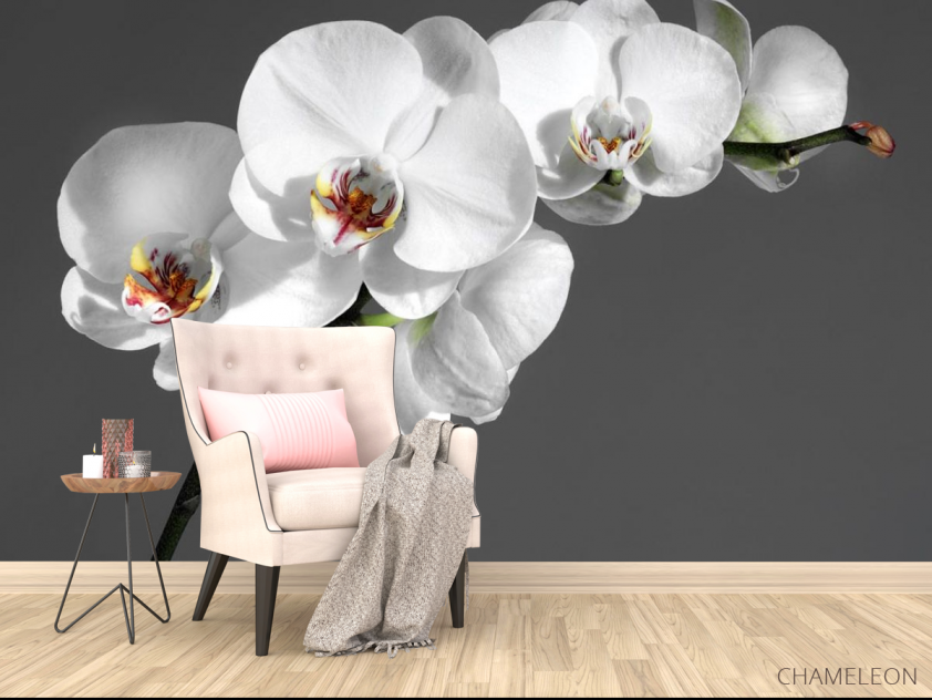 Фотообои белая орхидея на сером фоне - 4