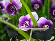 Фотошпалери Фіолетові братки - 1