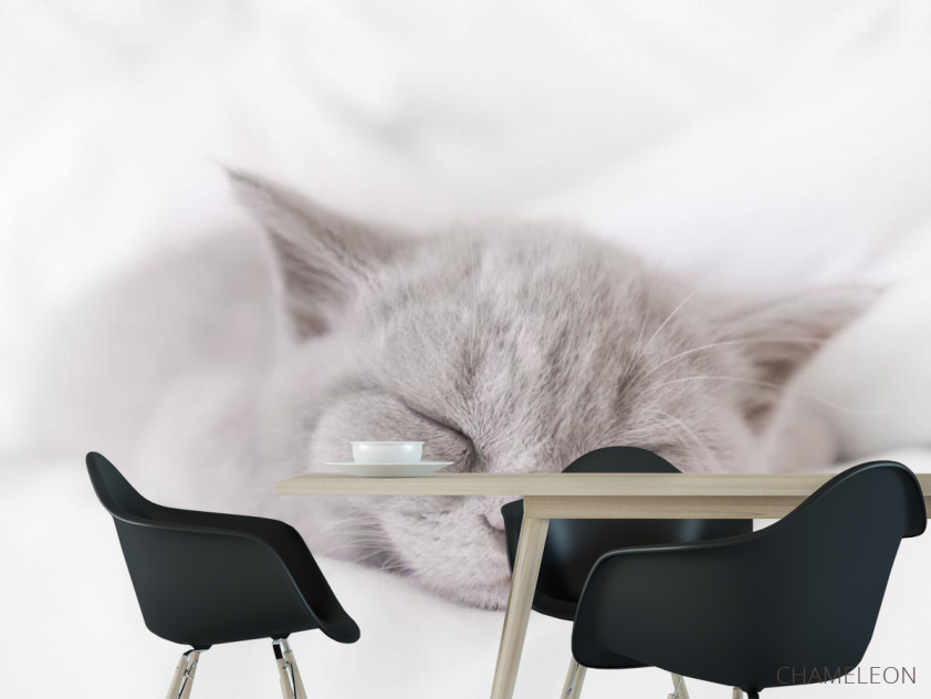 Фотошпалери сіре кошеня спить - 1