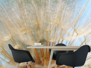 Фотошпалери Макро-зйомка кульбаба - 1