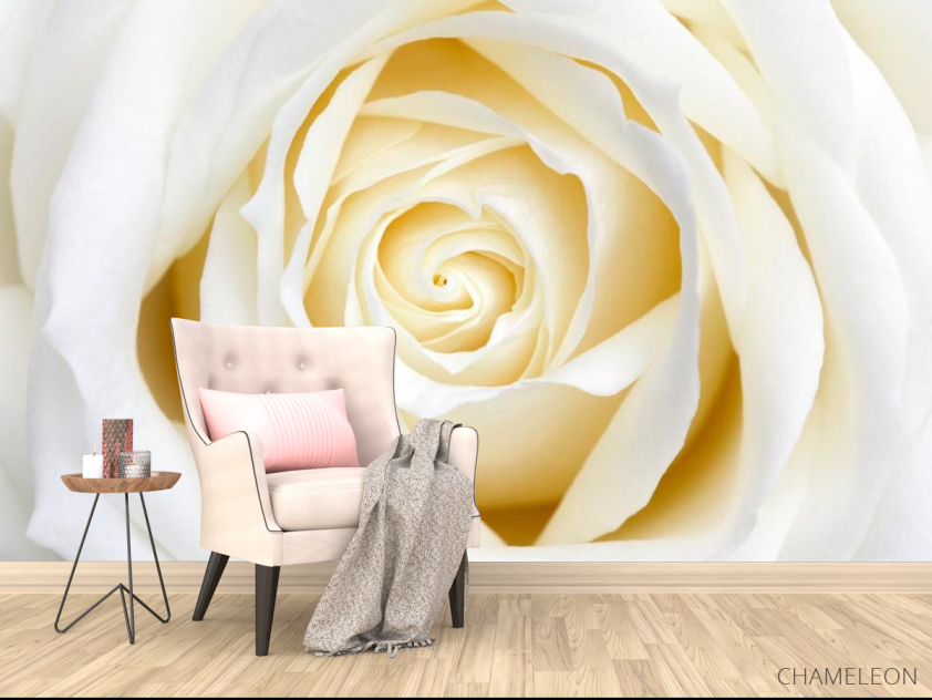 Фотообои Бежево-белая розочка - 4