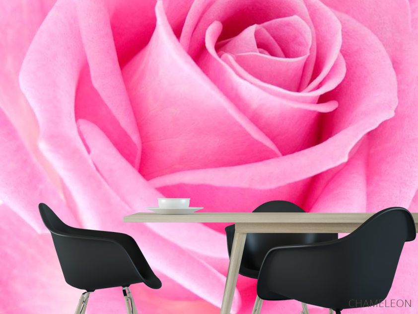 Фотошпалери Макро-зйомка рожевої троянди - 1