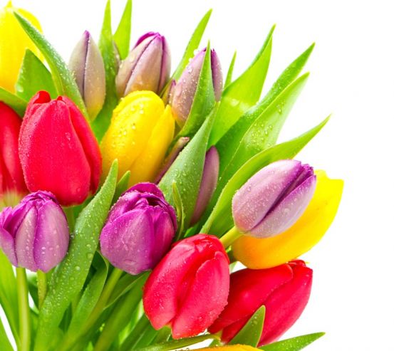 Фотообои разноцветные тюльпаны с каплями 20671