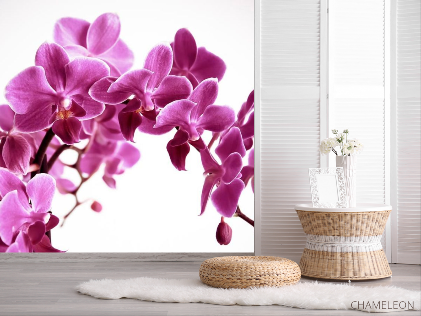 Фотошпалери Орхідея - 2