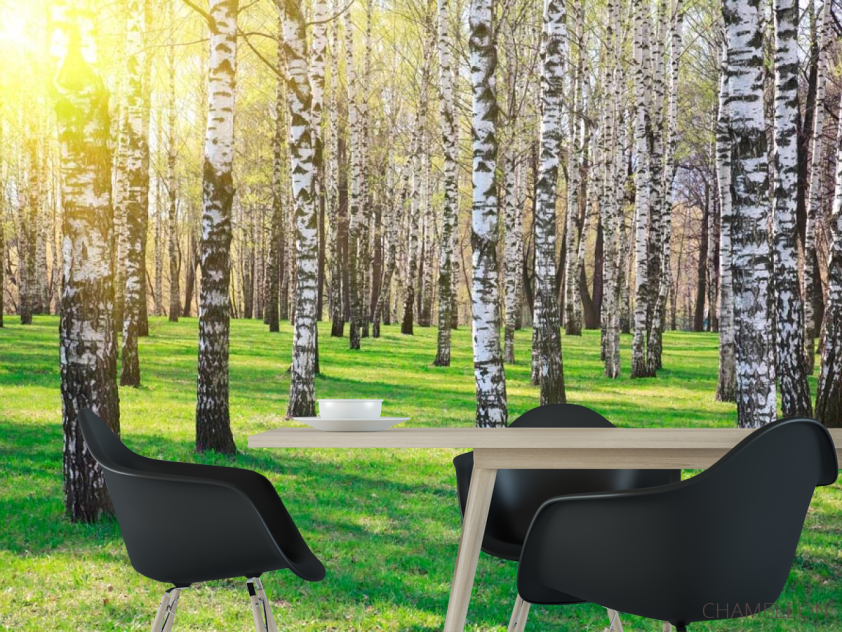 Фотошпалери Ліс, берези, сонце - 1