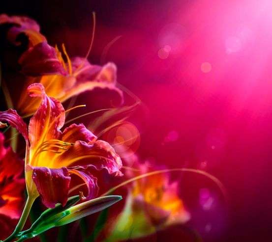 Фотообои Малиновые лилии 5719