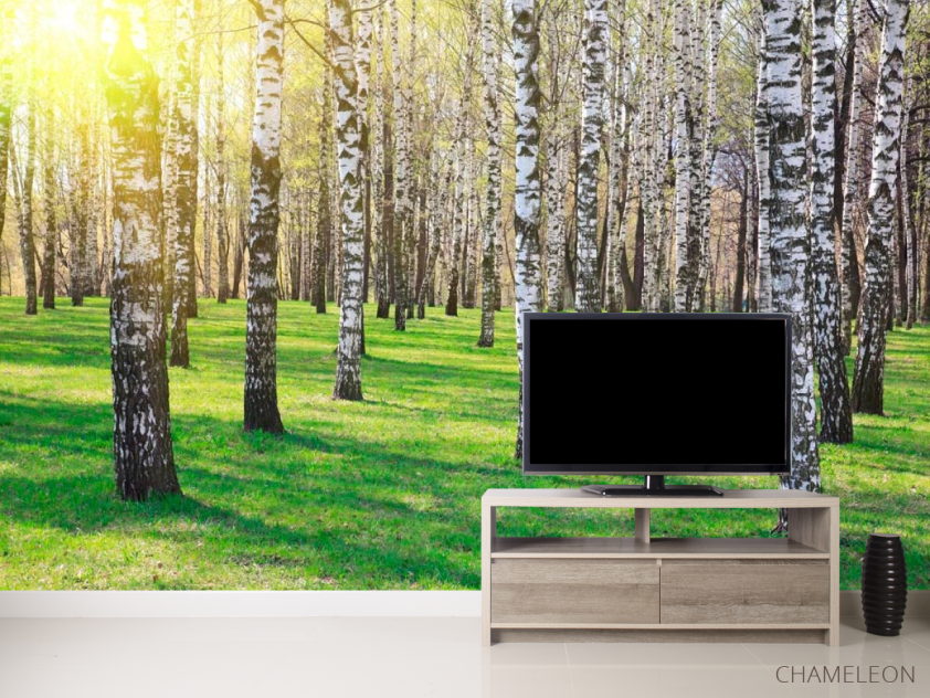 Фотообои Лес, березы, солнце - 2