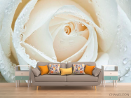 Фотообои Белая роза макро-съемка - 1