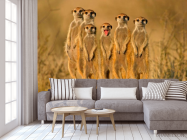 Фотообои Сурикаты - 3