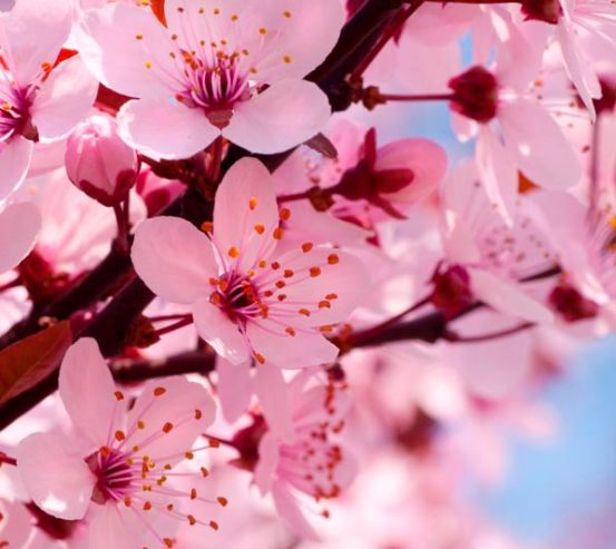 Фотообои Цветущее розовым дерево 3006