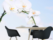 Фотообои Ветка белоснежных орхидей - 1