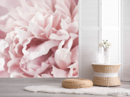 Фотошпалери Півонія макро - 2