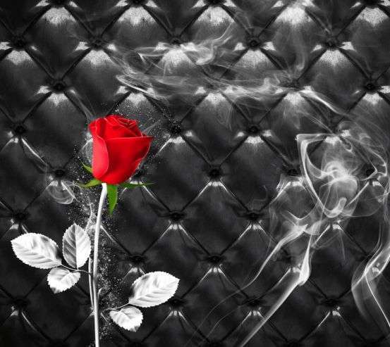 Фотообои Красная роза на фоне 24188