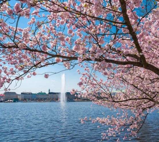 Фотошпалери сакура над річкою з фонтаном 21623