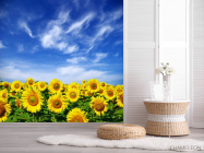 Фотошпалери Соняшники і небо - 2