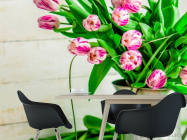 Фотошпалери Тюльпани - 1