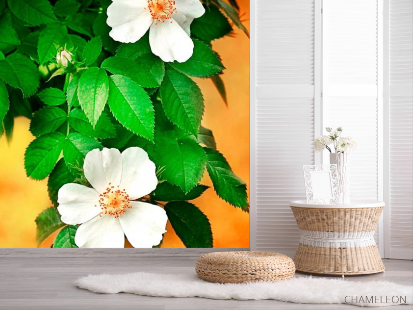 Фотошпалери Цвіте шипшина - 2