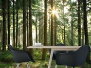 Фотошпалери ліс зі стрункими деревами - 1