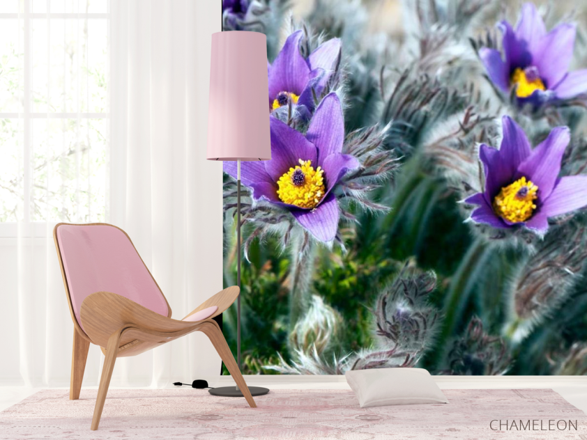 Фотошпалери Фіалки - 4