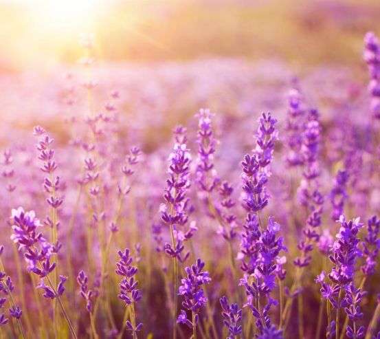 Фотошпалери поле квіточок Фотошпалери поле квіточок 20927