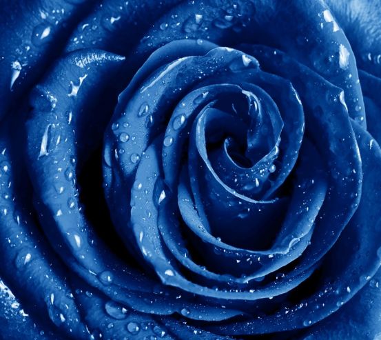 Фотообои синяя роза с каплями 20372