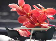 Фотошпалери Коралові квіти - 1